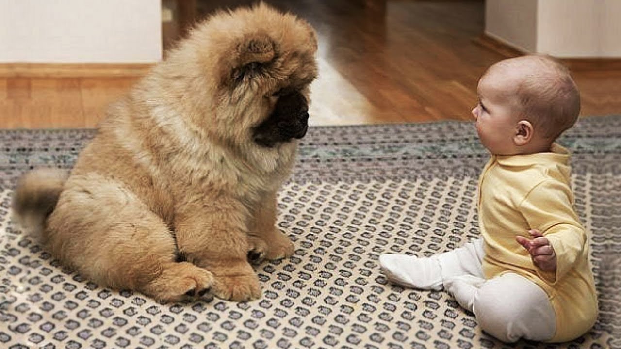 犬と人間の赤ちゃんが可愛い過ぎるコミュニケーション！ 可愛い動物おもしろ動画まとめ（犬・猫・その他）
