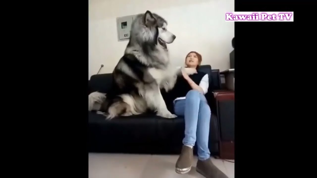 体が大きい大型犬だけど甘えたいｗｗ動画 可愛い動物おもしろ動画