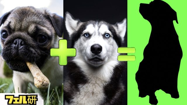 世界の可愛いミックス犬をまとめた動画 可愛い動物おもしろ動画