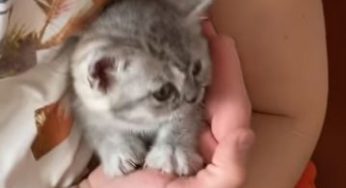 手乗り猫ちゃんじゃなく腕乗り猫ちゃん１歳児だよん！愛らしい～