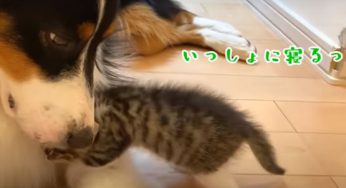 大きなシェパードと小さな猫ちゃんが仲良し！見てるだけで癒されますｗ