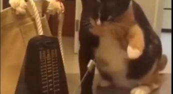 クオリティの高い犬猫のおもしろ厳選動画集だ！