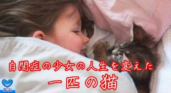 自閉症だった子供が子猫の力で変わった・・感動エピソード