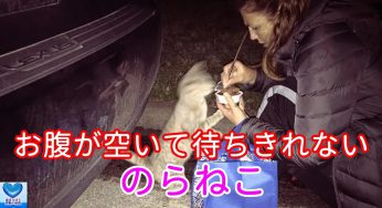 一人で寂しそうな野良猫に餌を上げたらとてもほっこり！寂しかったのかな？