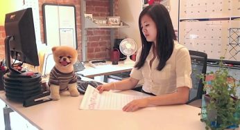 世界で一番かわいい？美人なお姉さんとプーの日常