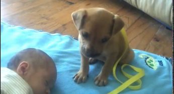 パピーちゃんが赤ちゃんと一緒に眠りにつく動画が何とも言えない